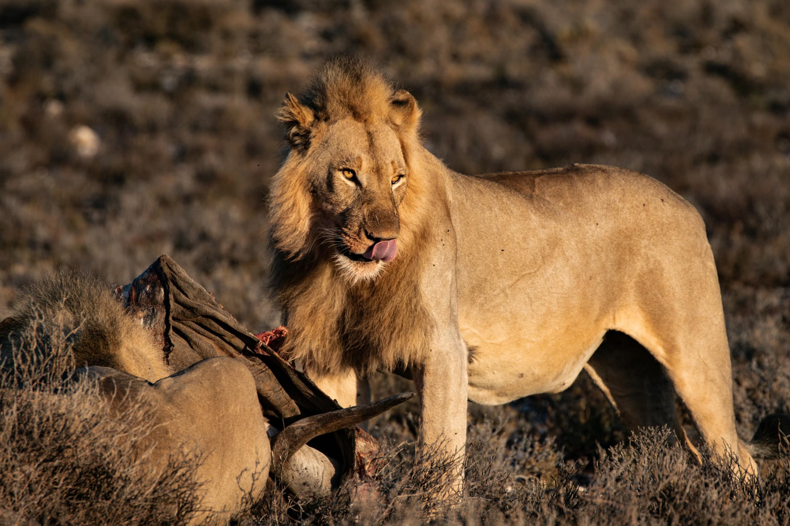 Photo of lion on grass