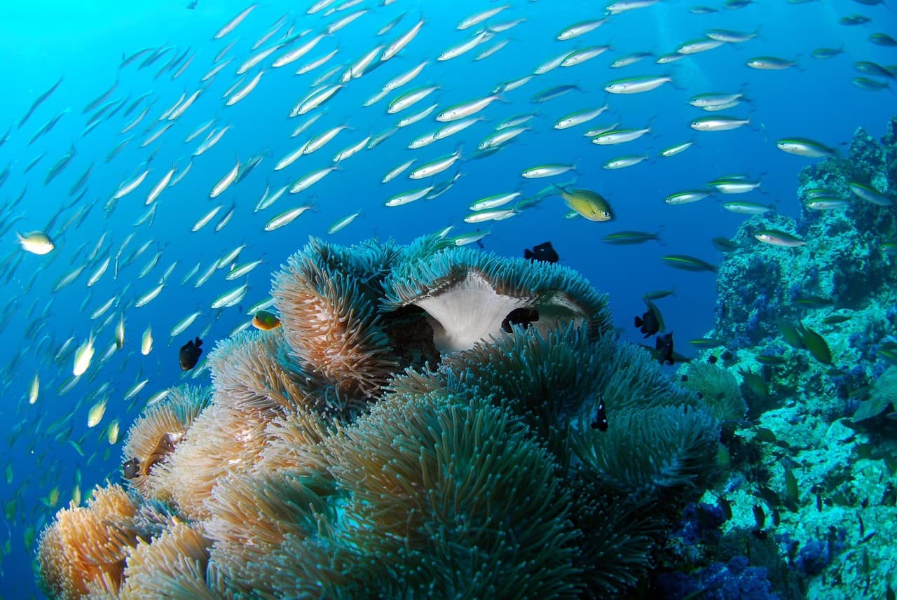 diving, underwater, ocean, nature, self-contained breathing apparatus