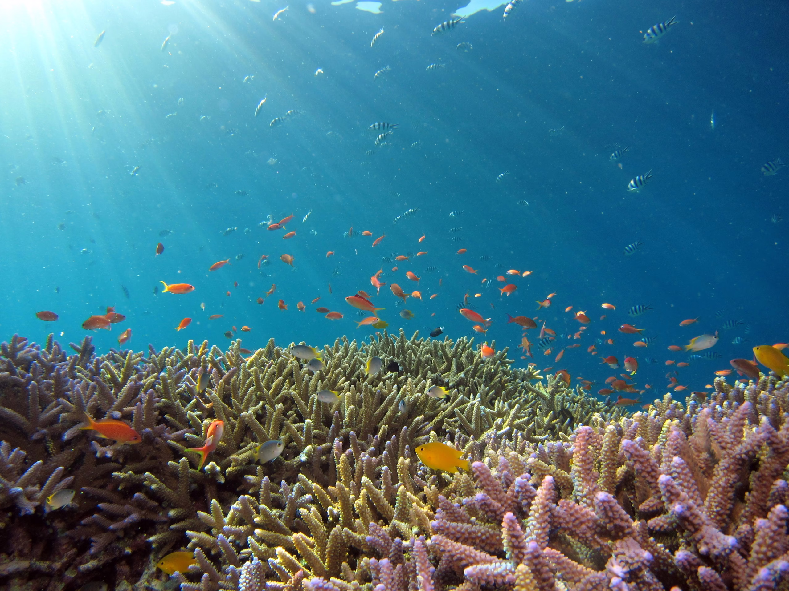 Mastering Underwater Filming with Insta360 X4