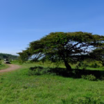 Kenya — image de mise en avant Pexels pour un article sur la législation drone