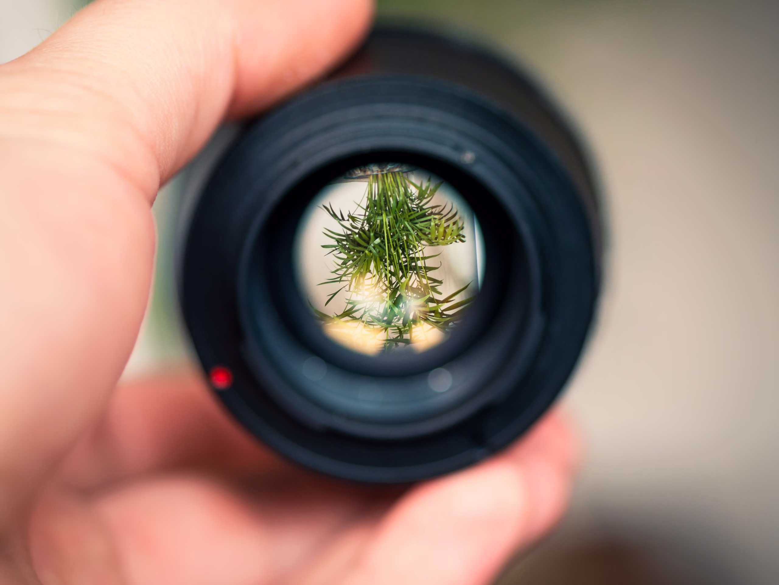 Selective focus on pine needles through a lens